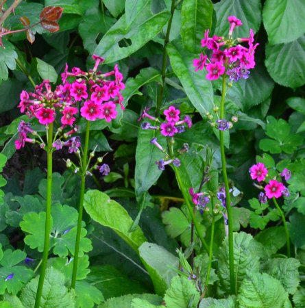 [0] Primula japonica 'Miller's Crimson' - Etagen-Primel (Saatgut)