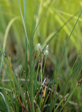 [0] Eriophorum vaginatum 'Heidelicht' - Wollgras