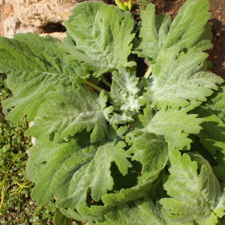 [0] Salvia aethiopis - Woll-Salbei (Saatgut)