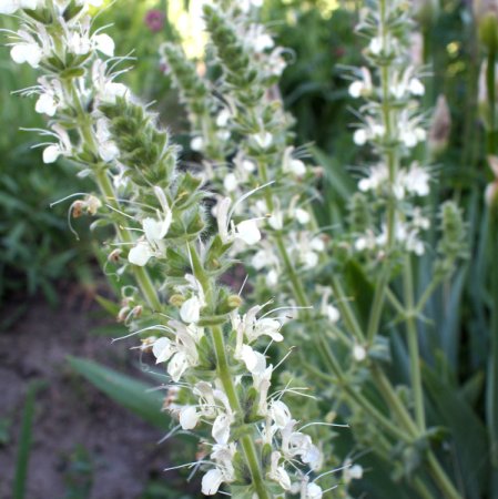 [0] Salvia austriaca - Österreichischer Salbei (Saatgut)