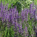 Salvia pratensis - Wiesen-Salbei (Saatgut)