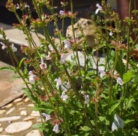 [0] Salvia repens - Afrikanischer Räucher-Salbei (Saatgut)