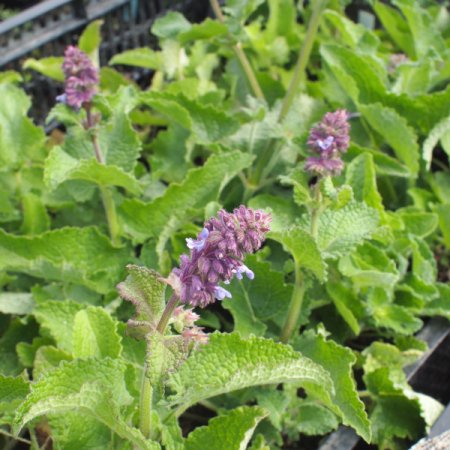[0] Salvia verticillata - Quirl-Salbei (Saatgut)