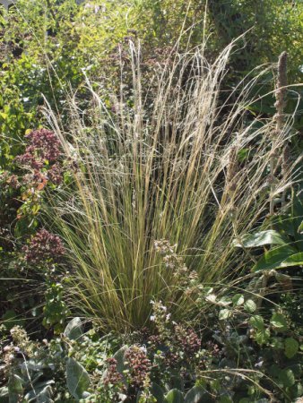 [0] Stipa tenuissima - Federgras (Saatgut)