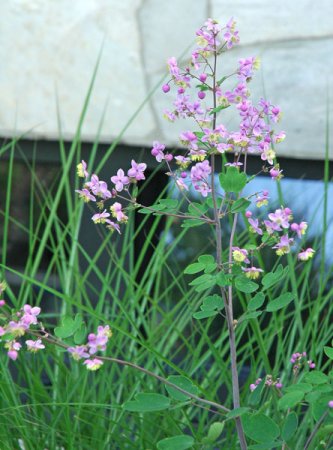 [0] Thalictrum rochebrunnianum - Wiesenraute (Saatgut)