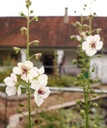 Verbascum blattaria 'Album' - Königskerze (Saatgut)