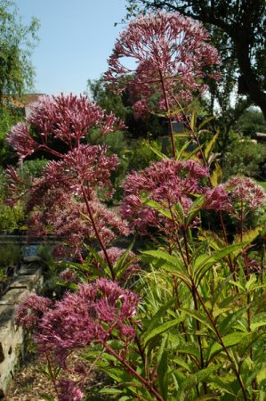 [0] Eupatorium purpuream ssp. maculatum 'Riesenschirm' - Wasserdost