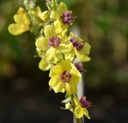 Verbascum chaixii - Königskerze (Saatgut)