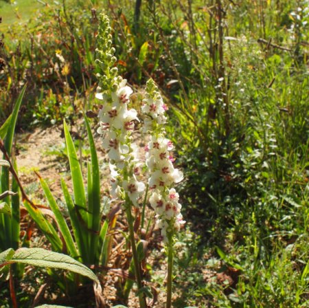 [0] Verbascum chaixii 'Album' - Königskerze (Saatgut)