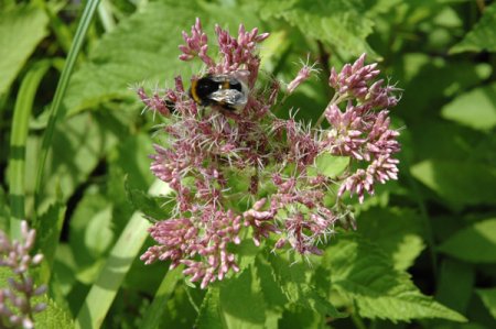 [0] Eupatorium cannabinum - Kunigundenkraut (Saatgut)