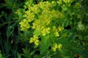 Euphorbia palustris - Sumpf-Wolfsmilch