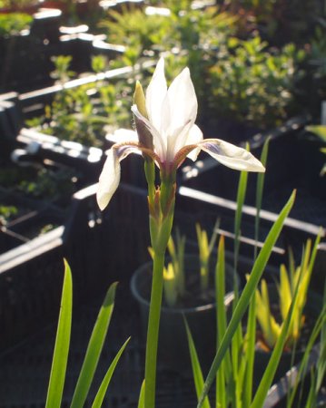 [0] Iris sibirica 'Alba' - Sibirische Schwertlilie (Saatgut) (Staudensubstrat)