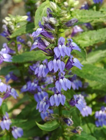 [0] Lobelia siphilitica - Lavendelblaue Lobelie (Saatgut)