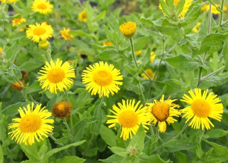 [0] Pulicaria dysenterica - Großes Flohkraut (Saatgut)