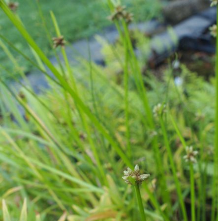 [0] Schoenoplectus mucronatus - Spitz-Teichbinse (Saatgut)