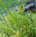 Schoenoplectus mucronatus - Spitz-Teichbinse (Saatgut)