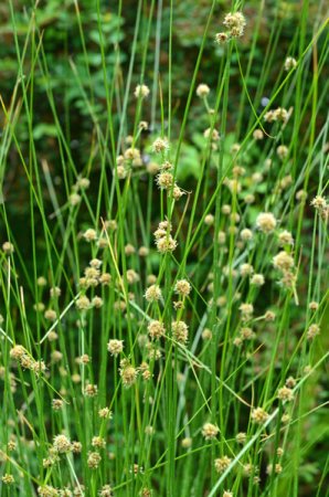 [0] Scirpoides holoschoenus - Kugelbinse (Saatgut)