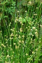 Scirpoides holoschoenus - Kugelbinse (Saatgut)