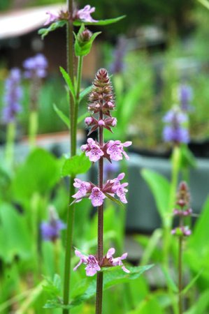 [0] Stachys palustris - Sumpf-Ziest (Saatgut)