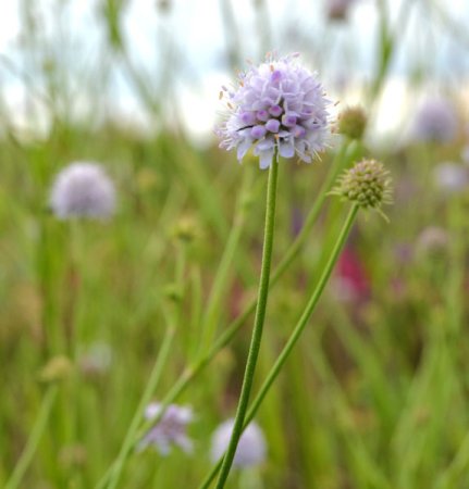 [0] Succisella inflexa 'Frosted Pearls' - Sumpfabbiss (Samen)