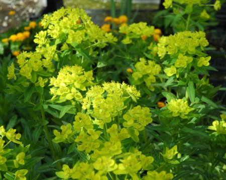 [0] Euphorbia palustris 'Walenburg's Glorie' - Sumpf-Wolfsmilch (P1)