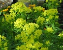 Euphorbia palustris 'Walenburg's Glorie' - Sumpf-Wolfsmilch