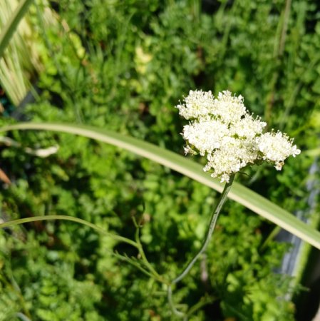 [0] Oenanthe pimpinelloides - Erdkastanie (Saatgut)
