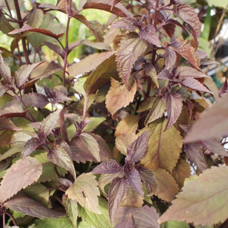[0] Ageratina altissima 'Chocolate'  - Ageratumdost (Staudensubstrat)