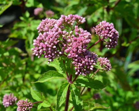 [0] Eupatorium cannabinum 'Flore Pleno' - Wasserdost (Staudensubstrat)