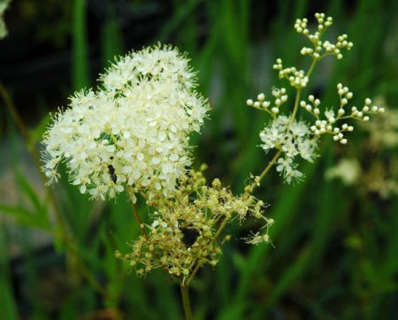 [0] Filipendula ulmaria - Echtes Mädesüß