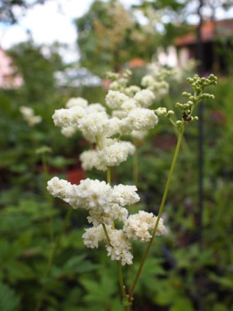 [0] Filipendula ulmaria 'Plena' - Gefülltblühendes Mädesüß