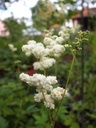 Filipendula ulmaria 'Plena' - Gefülltblühendes Mädesüß