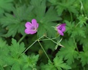 Geranium palustre - Sumpf-Storchschnabel