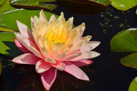 [0] Nymphaea 'Barbara Dobbins' - Seerose