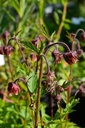 Geum rivale - Bach-Nelkenwurz