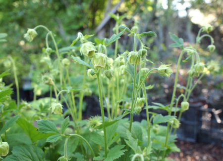 [0] Geum rivale 'Bachelfe' - Bach-Nelkenwurz