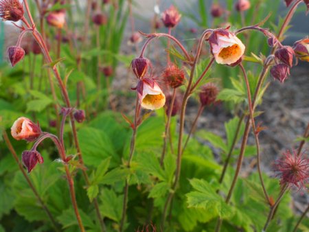[0] Geum rivale 'Lionel Cox' - Bach-Nelkenwurz