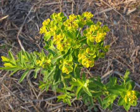 [0] Euphorbia palustris 'Teichlaterne' - Sumpf-Wolfsmilch