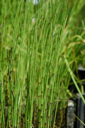 [0] Equisetum palustre - Sumpf-Schachtelhalm
