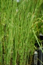 Equisetum palustre - Sumpf-Schachtelhalm
