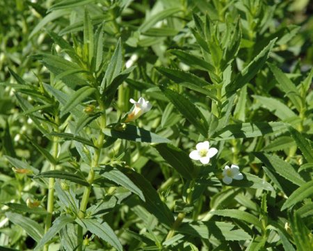 [0] Gratiola officinalis - Gottesgnadenkraut