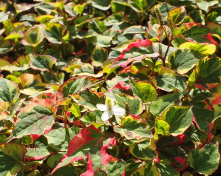 [0] Houttuynia cordata 'Chameleon' - Eidechsenschwanz