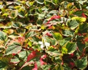 Houttuynia cordata 'Chameleon' - Eidechsenschwanz