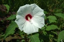 Hibiscus moscheutos - Sumpf-Eibisch