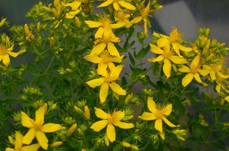 [0] Hypericum tetrapterum - Flügel-Johanniskraut