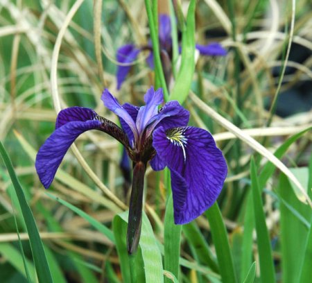[0] Iris ensata, blau - Japanische Sumpf-Schwertlilie
