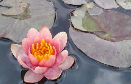 [0] Nymphaea 'Berit Strawn' - Seerose