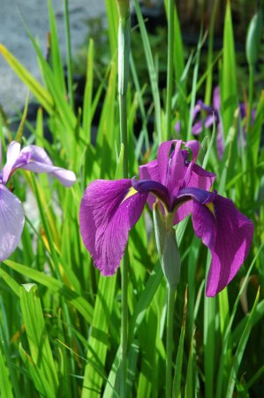 [0] Iris ensata - Japanische Sumpf-Schwertlilie