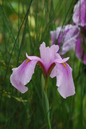 [0] Iris ensata, rosa - Japanische Sumpf-Schwertlilie