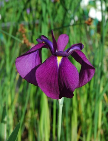 [0] Iris ensata 'Variegata' - Japanische Sumpf-Schwertlilie